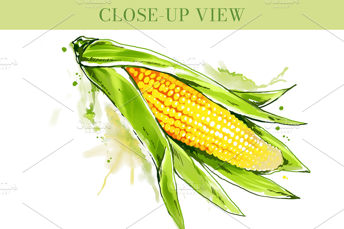 Watercolor Vegetables Set PNG, an Object Graphic by Elena Naumchenkova (Photo 3 of 6)