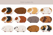 Teddy Guinea Pig set, an Animal Illustration by pet design shop (Thumbnail 2 of 4)