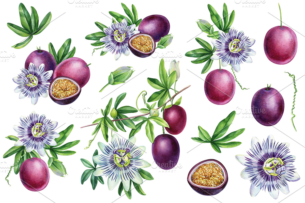 Fruits and berries, an Illustration by Hanna Hryharenka (Photo 8 of 16)