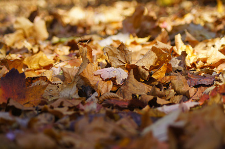 Dried leaves stock photo containing fall and autumn