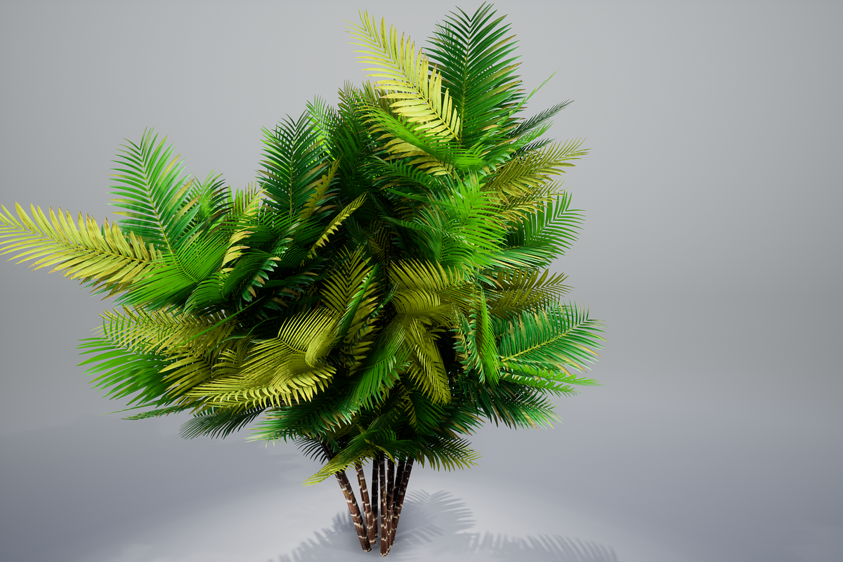 Pinanga coronata, an Environmental 3D Model by AndrewWhite (Photo 23 of 25)