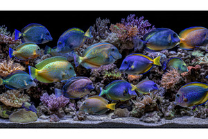 The scene focuses on a wall-mounted, a Nature Photo by ZinetroN
