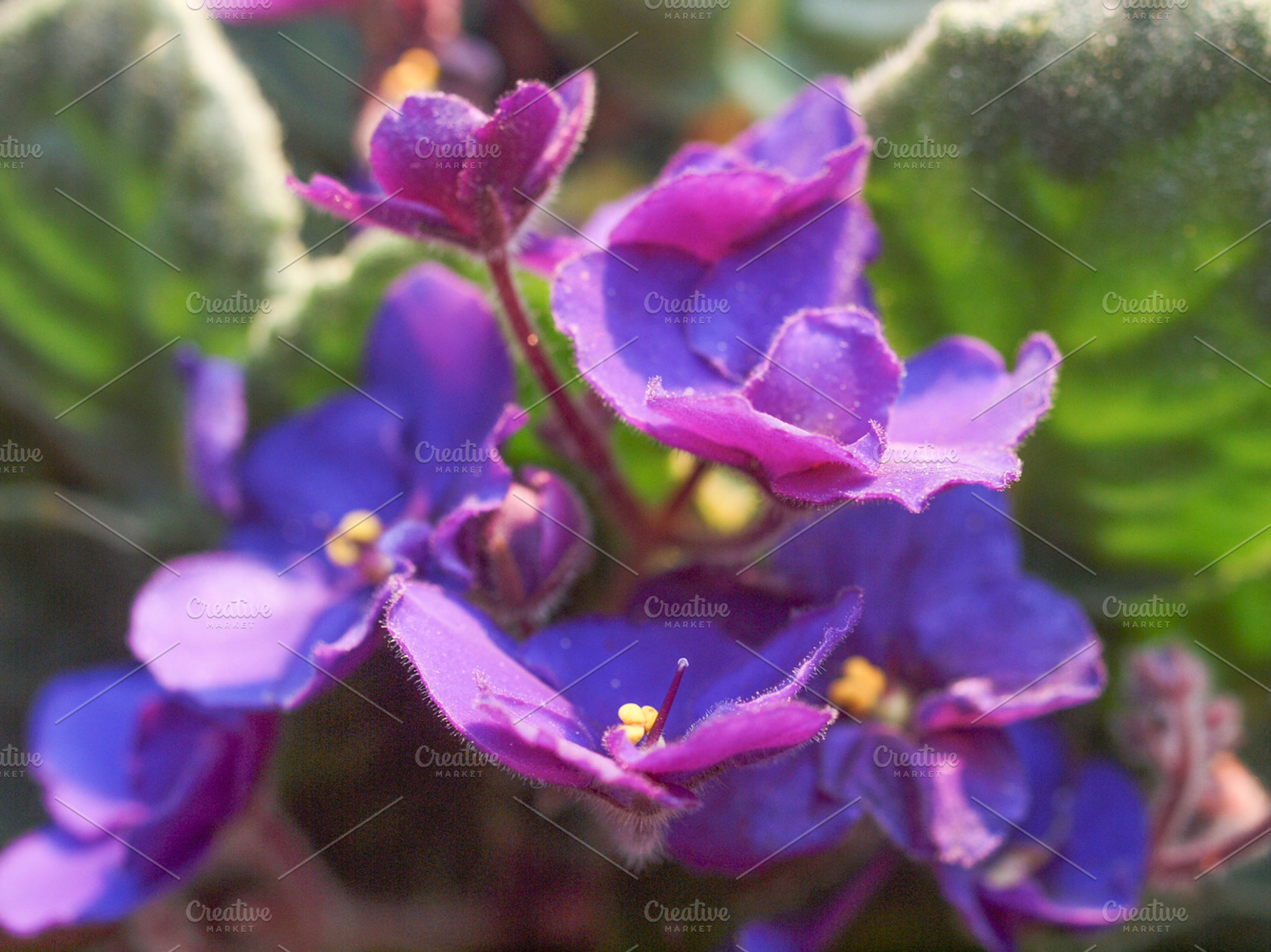 Saintpaulia Flower