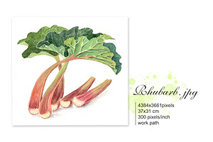 RHUBARB. Set Of 4 Watercolors.