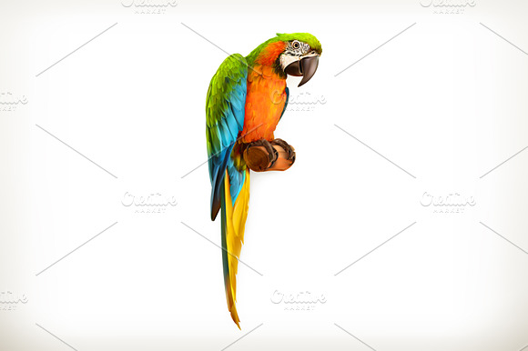 Parrot Macaw Realistic Vector Icon