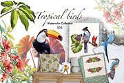 Watercolor tropical birds, an Illustration by IrynaPanashii (Thumbnail 1 of 11)
