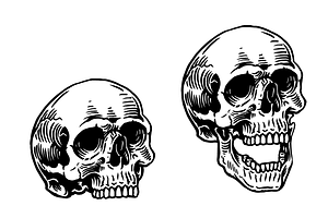 Skull Study - Flash