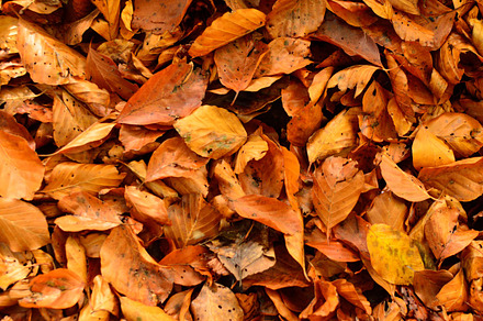 Autumn leaves background stock photo containing autumn leaves and fall leaves, a Nature Photo by PremiumCoding
