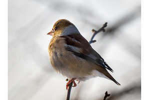 Artistic Hawfinch Profile Portrait, an Animal Photo by Fascinadora