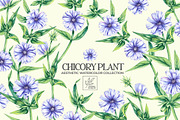 Chicory Plant Watercolor Collection, an Illustration by SashaKondr (Thumbnail 1 of 12)