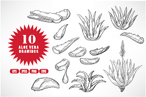 10 Aloe Vera Illustration Drawings, a Food Illustration by Kakigori Studio