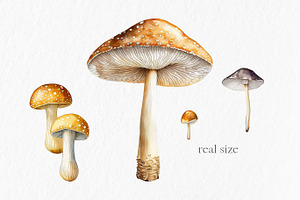 Mushrooms Watercolor Clipart PNG