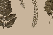 Umber Pressed Botanical PNG, an Object Graphic by Custom Scene (Thumbnail 6 of 8)
