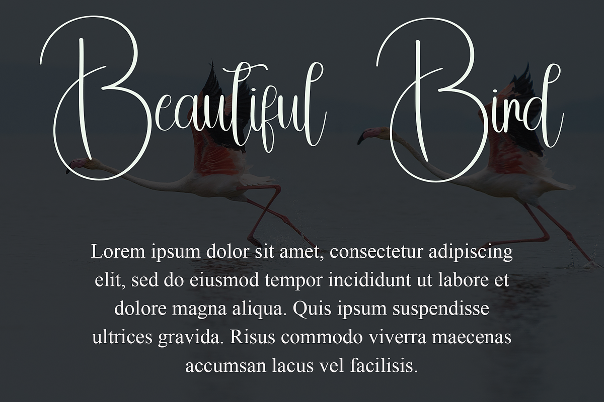 01 Special Sunday, a Sans Serif Font by InermediaSTUDIO (Photo 23 of 24)
