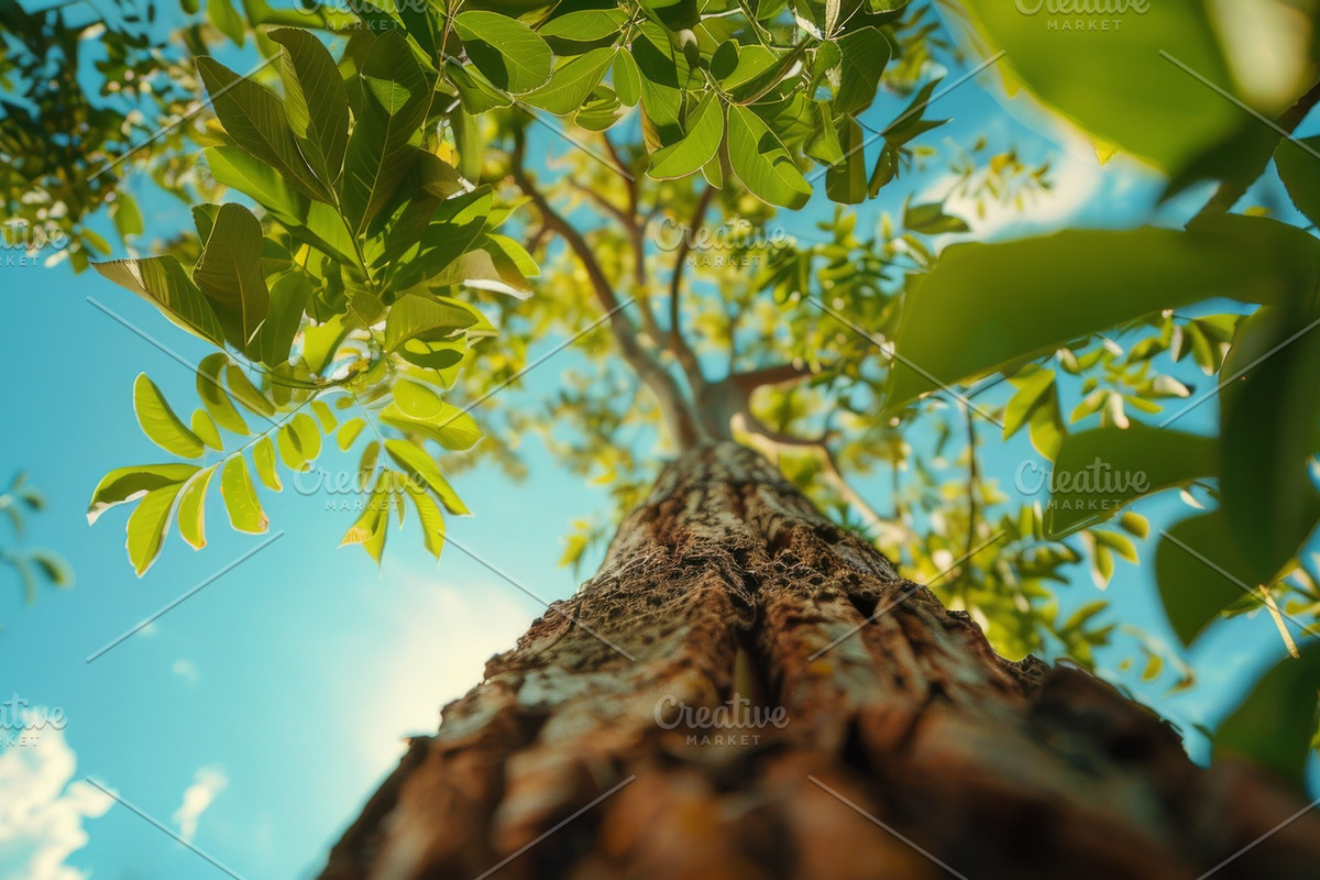 98 Trees view from below, a Nature Photo by Handmadefont (Photo 88 of 98)