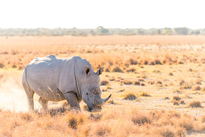 White Rhino Marking Territory, an Animal Photo by THP Creative