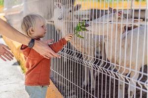 Father and his son feeding deer on a, an Animal Photo by Elizaveta Galitskaya