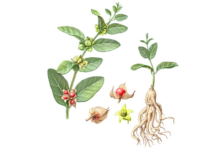 Ashwagandha Pencil Illustration, a Food Illustration by Anna Repp Illustration