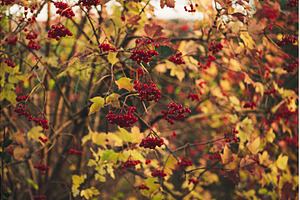 Red berries of viburnum in the wild, a Nature Photo by Nature and travel