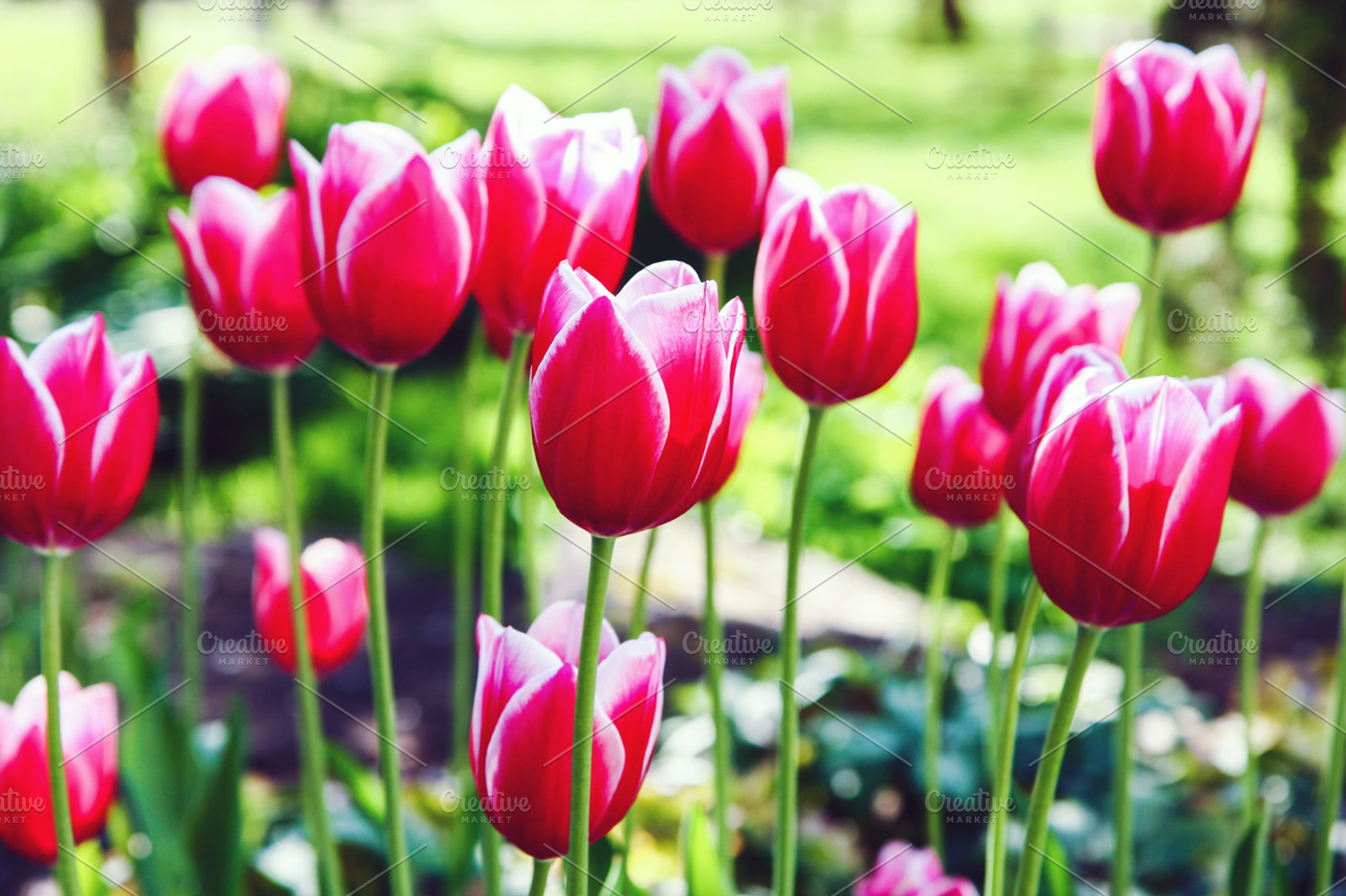 Red tulip flowers, a Nature Photo by BOOCYS