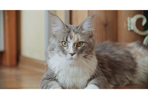 Funny Curious Grey White Maine Coon, an Animal Photo by Our Amazing World