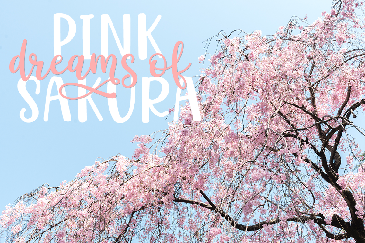 Hello Sakura preview 2