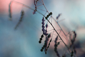 Hanging Beans