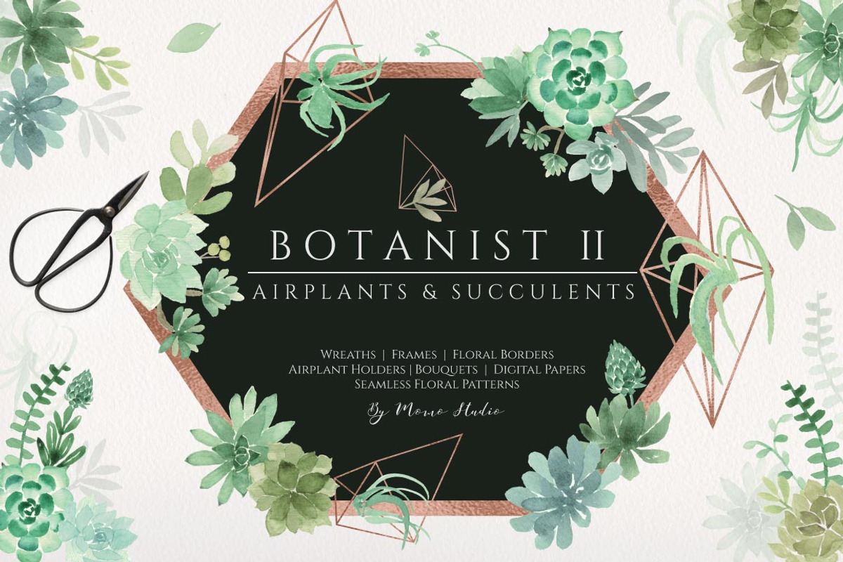 Botanist II - Airplants & Succulents, a Texture Illustration by Momo Studio (Photo 1 of 15)