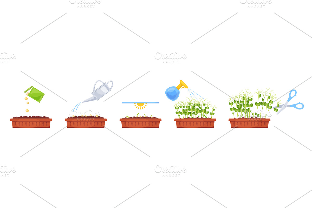 Microgreens growing steps. Fresh, an Object Illustration by YummyBuum