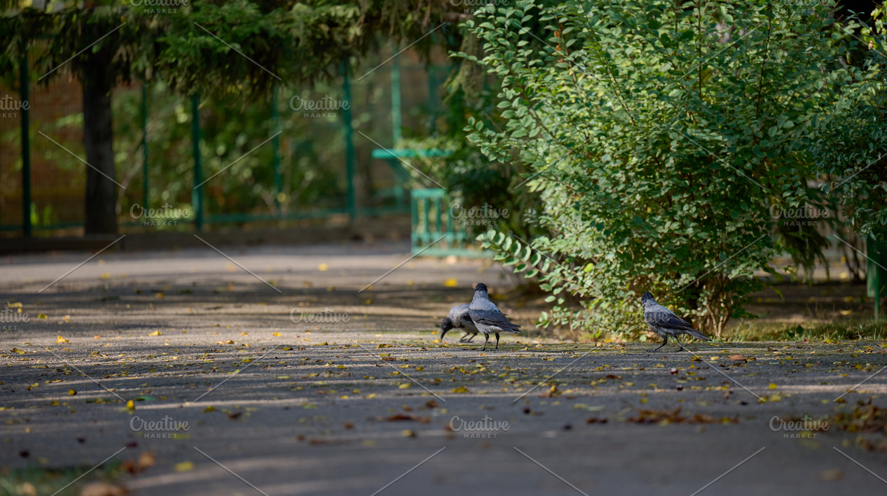 Three grey crows are on a paved path in a park, a Nature Photo by ndanko
