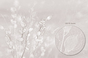 Lunaria – Botanical Wall Mural Set, a Wallpaper Graphic by Timofi Art (Thumbnail 8 of 9)