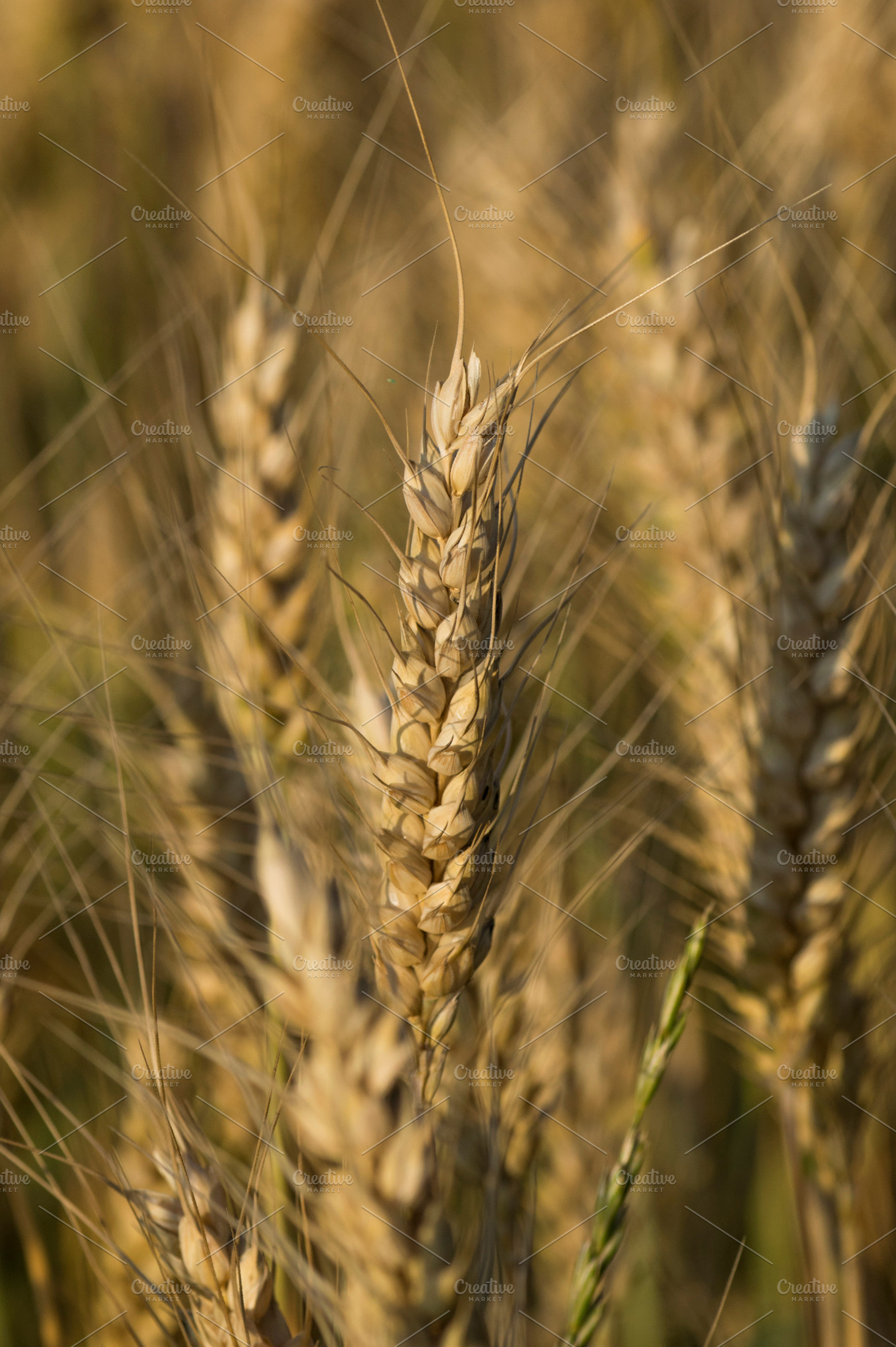 Wheat, a Photo by Photo shack