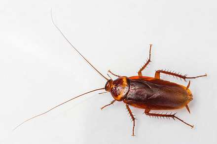 American cockroach featuring antenna, background, and black, an Animal Photo by Smith Chetanachan