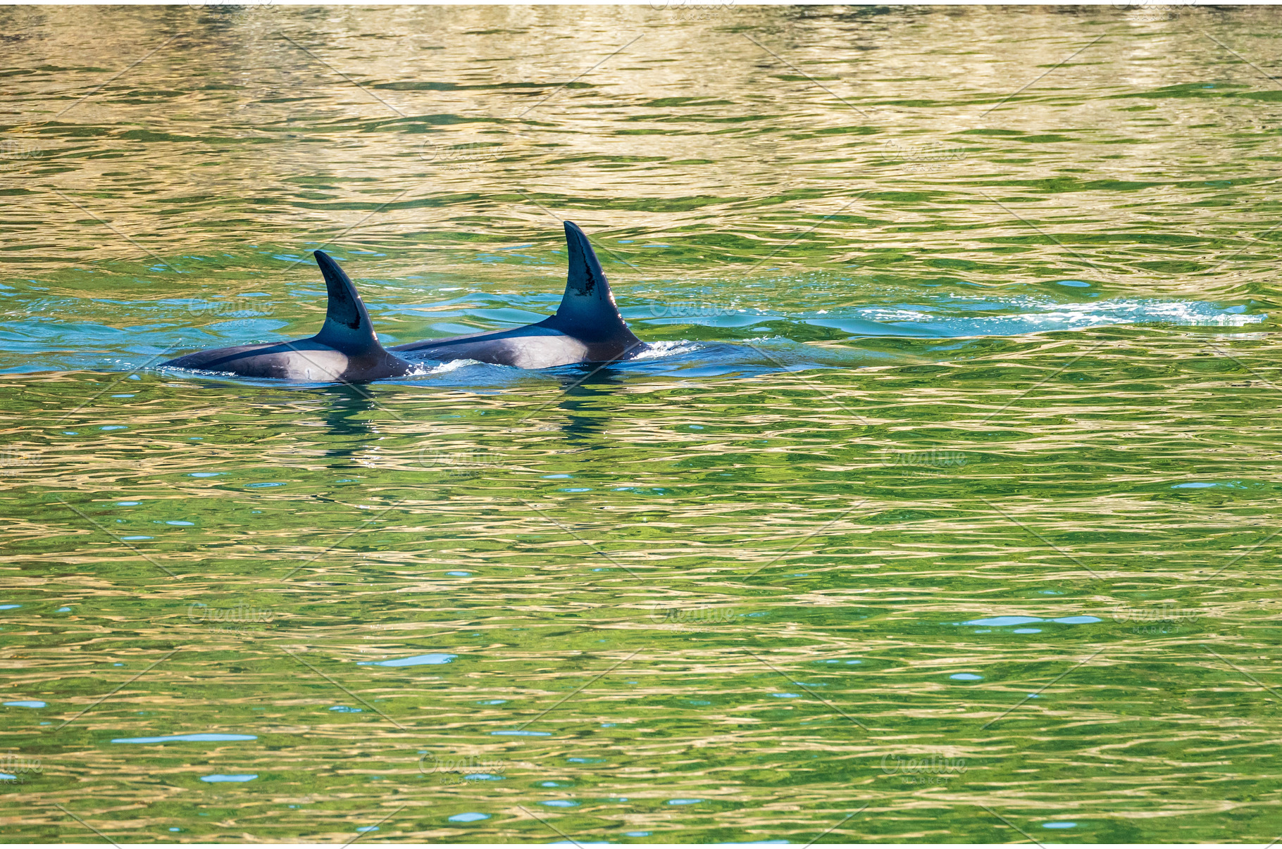 Pair of orca whales swimming in the, an Animal Photo by Backyard Stock
