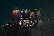 Mallow Script, a Script Font by artisans (Thumbnail 2 of 8)