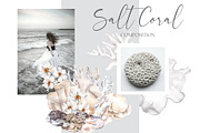 Salt Coral. Sea shell and flowers., an Object Illustration by ma_i_vi (Thumbnail 3 of 12)