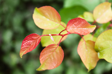 A closeup Apple Tree with red leave, a Nature Photo by shahsoft