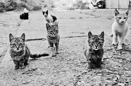 Kittens stock photo containing photography and black and white photography