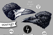 Raven vintage illustrations, an Animal Illustration by zurzur (Thumbnail 2 of 3)