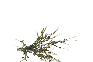 Egg Wrack Seaweed