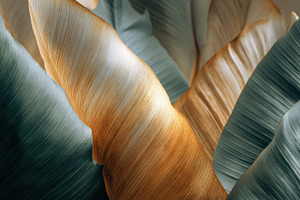 Beautiful leaves in soft light, a Photo by Beautiful things