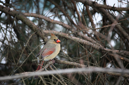 Cardinal female bird sitting on tree, an Animal Photo by 1miromiro