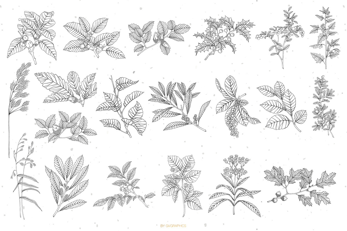 Branches, Leaves and Berries Vol. 2, a Seasonal Illustration by GVGraphics (Photo 8 of 12)