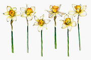 daffodil flower, an Illustration by OlyaSenko (Thumbnail 2 of 7)
