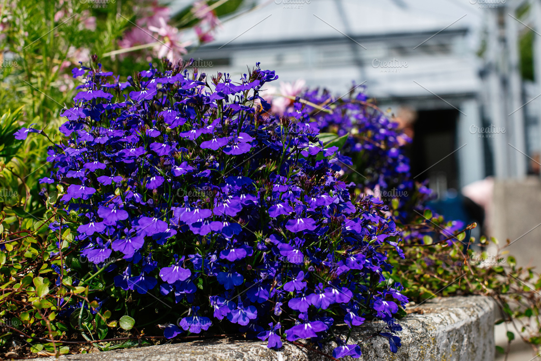 Vivid purple flowers blooming in Reykjavik, Iceland under bright summer sunligh, a Photo by AS photostudio