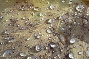 Close-up of a leaf with water droplets and dirt particles., a Nature Photo by Textures & Backgrounds