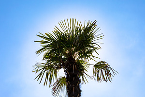 Tropical palm tree silhouette with sunlit green fronds set against a clear blue, a Nature Photo by Ales Munt