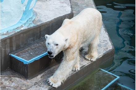 Polar bear in the zoo, an Animal Photo by Jan Jack Russo Media