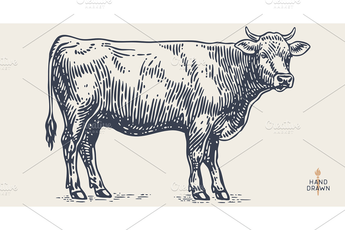Cow, bull, beef. Retro style beef, a Food Illustration by Foxys Graphic