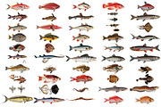 500+ Vintage Fish Illustrations, an Illustration by Dene Studios (Thumbnail 10 of 15)